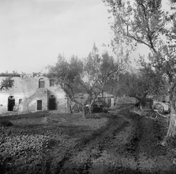 Entrée du chemin, à travers un champ de mines, menant à Licolle Ridge, vers 1944